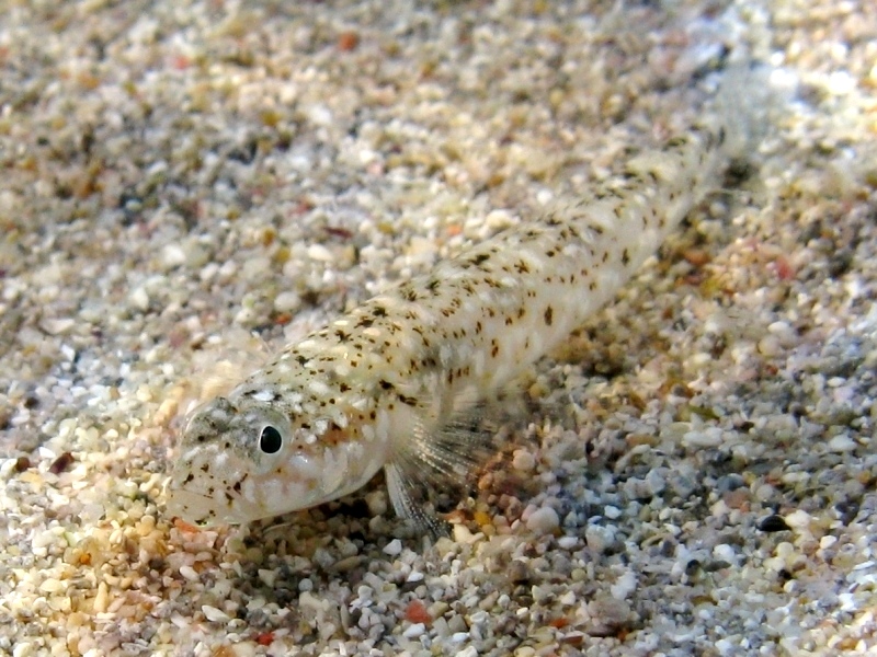 Pomatoschistus marmoratus femmina